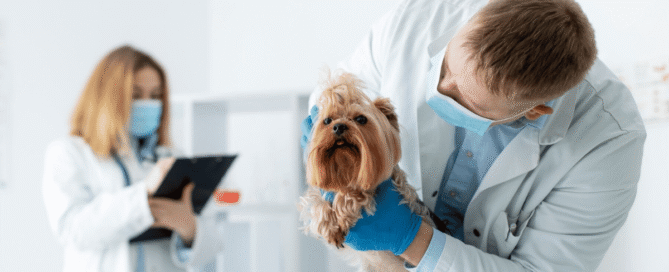 Contabilidade para Hospitais Veterinários